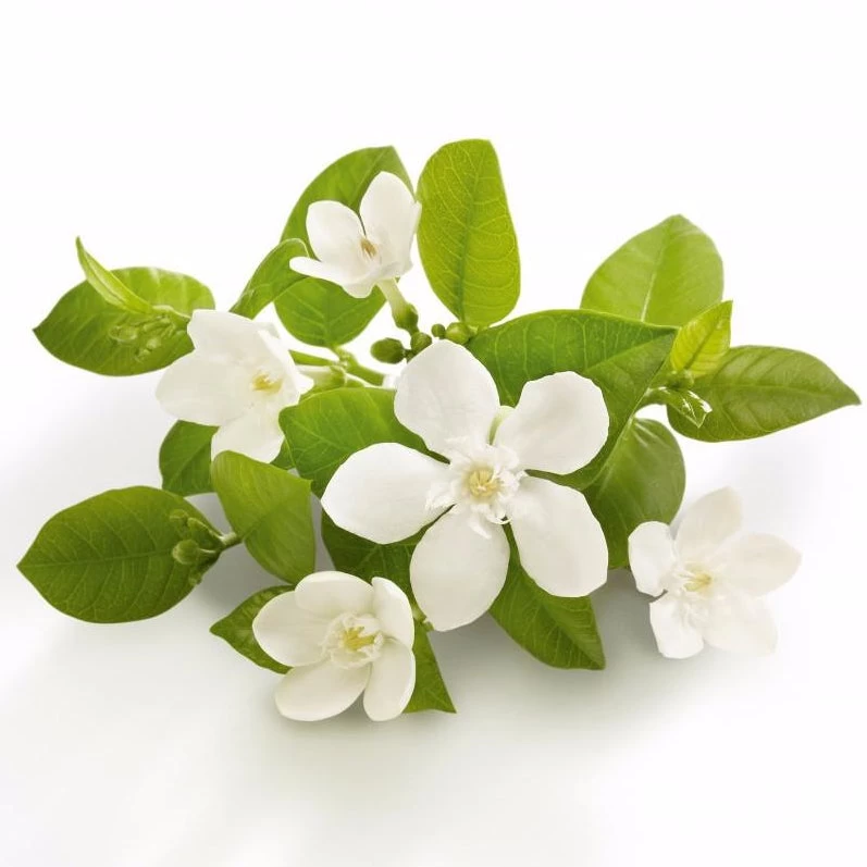 Orange Flower Water 4 Orange Flower Water - Image 2